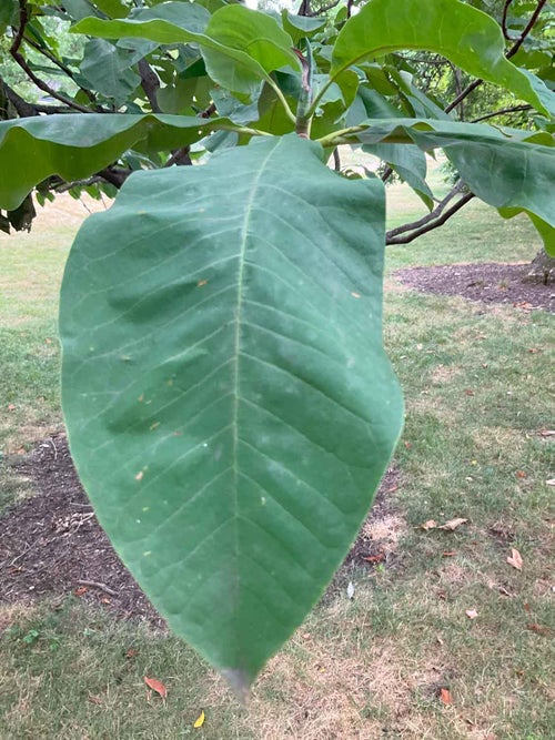 Umbrella-tree Magnolia leaf