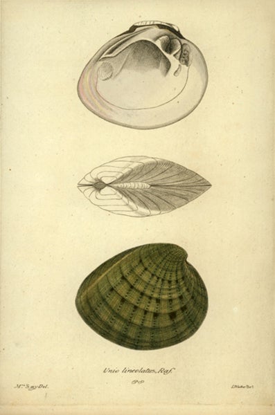 Original engraved print of a shell, drawn and colored by Lucy Sistare Say, in the Academy of Natural Sciences, Philadelphia (ansp.org)