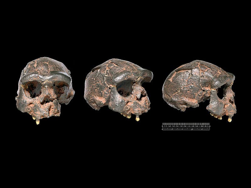 Natural History Museum, London