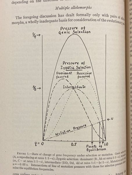 Graph showing rate of change of gene frequency under selection or mutation, “Evolution in Mendelian populations,” by Sewall Wright, Genetics, vol. 16, 1931 (Linda Hall Library)