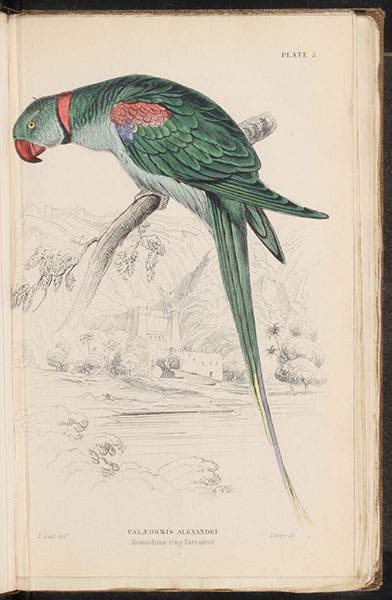 Alexandrine ring Parakeet, by Edward Lear, engraved by William Lizars, then hand-colored, in Natural History of Parrots, by Prideaux John Selby (Naturalist’s Library, Ornithology, vol. 6), 1836 (Linda Hall Library)