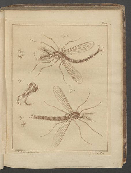 Plate 4 of Martinus Slabber, Natuurkundige verlustigingen, 1778 , depicting two phantom midges, exact species unidentified but of genus Chaoborus (Linda Hall Library)