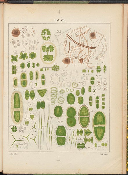 Green algae, complete hand-colored engraved plate, from which the detail in our first image was taken, Zur Kenntniss kleinster Lebensformen, by Maximilian Perty, plate 16, 1852 (Linda Hall Library)