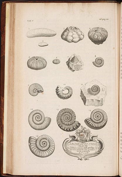 A collection of ammonites, engraving in The Natural History of Oxford-shire, by Robert Plot, 1676 (Linda Hall Library)