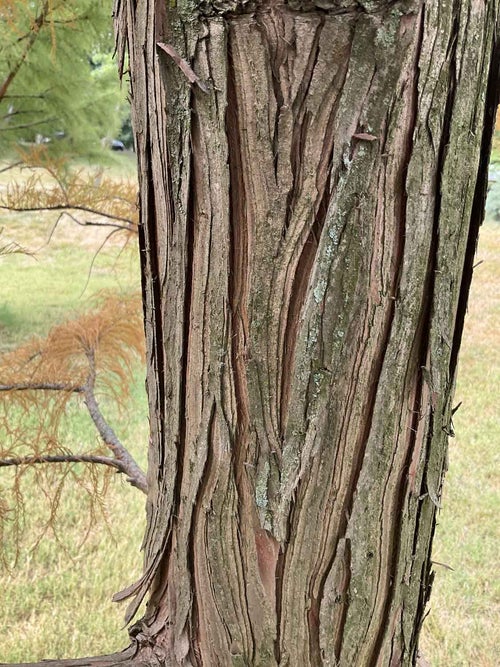 Pond Cypress bark