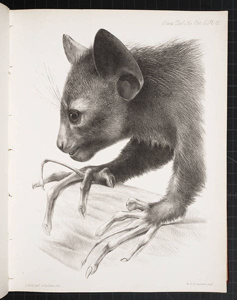 Aye-aye, lithograph by Joseph Wolf, Transactions of the Zoological Society of London, vol. 5, 1866 (Linda Hall Library)
