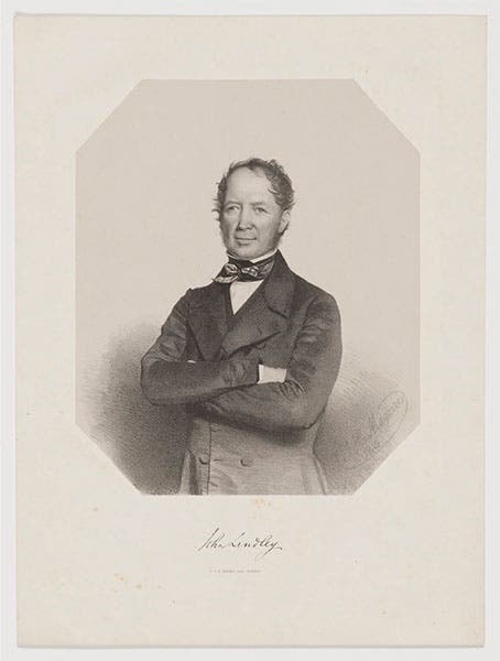 Portrait of John Lindley, lithograph by Thomas Herbert Maguire, 1849 (National Portrait Gallery, London)