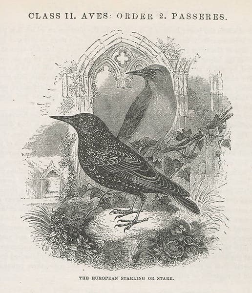 Common starling, from Samuel Goodrich, Illustrated Natural History of the Animal Kingdom, 1859 (Linda Hall Library)