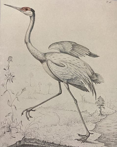 Sandhill crane, drawing by William Bartram, Fothergill Album, Natural History Museum, London (nhm.ac.uk)