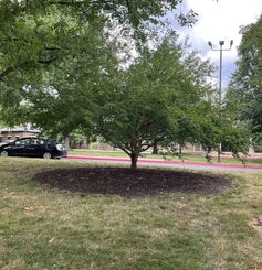 Corneliancherry Dogwood summer