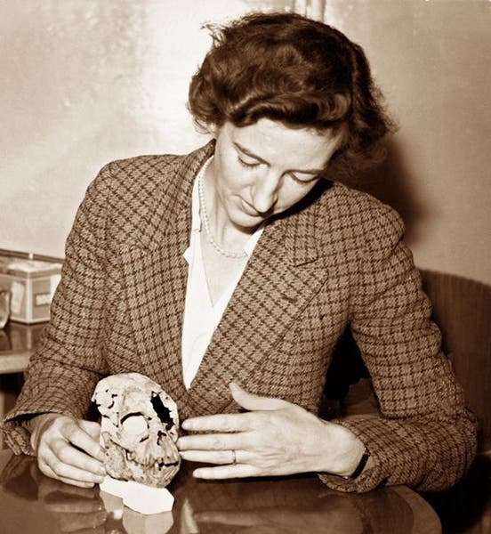 Mary Leakey with the skull of Proconsul, photograph, 1948, Athena Review (athenapub.com)