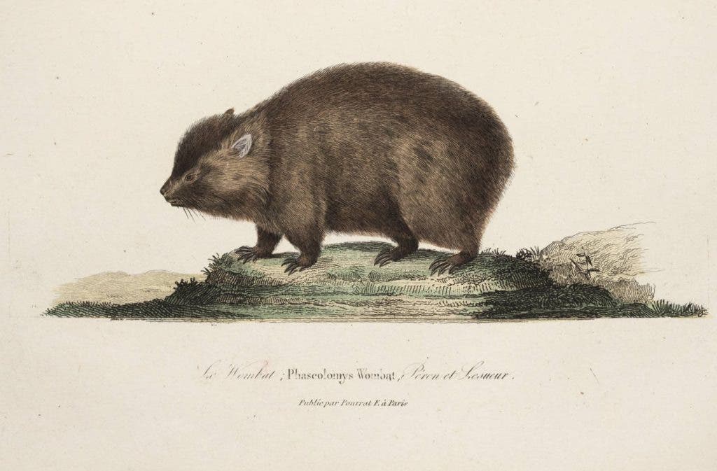 Wombat, hand-colored lithograph, in René Lesson, Voyage autour du monde, 1839 (Linda Hall Library)