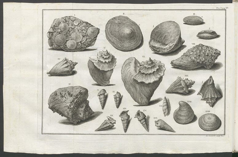 Fossil shells from the Veneto, engraving, Alberto Fortis, Della valle vulcanico-marina di Ronca nel territorio veronese memoria orittografica, 1778 (Linda Hall Library)