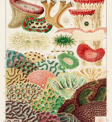 Great Barrier Reef corals, chromolithograph of a painting by the author, plate 5 of William Saville-Kent, <i>The Great Barrier Reef</i>, 1893 (Wikimedia commons)