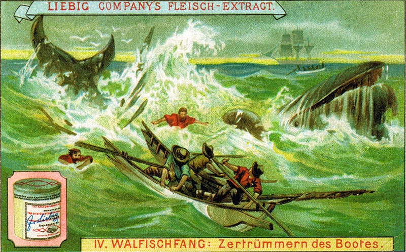 Advertising card, Liebig’s Extract of Meat, Germany, ca 1900 (Wikimedia commons)