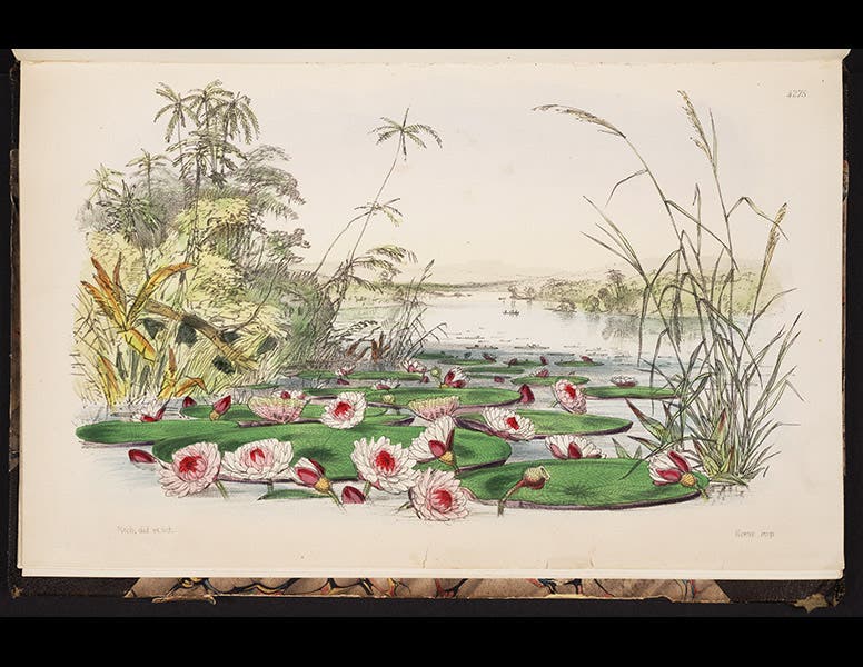 1120_001, 6/4/18, 8:46 AM,  8C, 5270x8000 (729+0), 100%, Custom,  1/60 s, R80.3, G65.6, B76.8