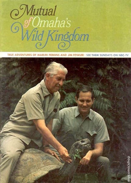 Flyer advertising Mutual of Omaha’s Wild Kingdom, with Marlin Perkins and Jim Fowler (drunktv.net)