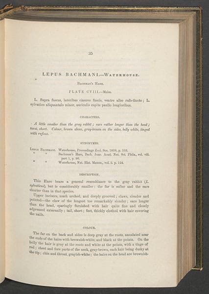 Text entry for “Bachman’s Hare,” by John Bachman, in John James Audubon and John Bachman, Quadrupeds of North America, 1849-54 (Linda Hall Library)