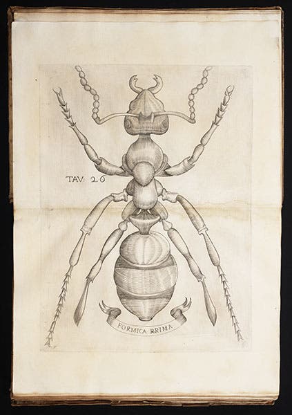 An ant, magnified, from Redi, Esperienze, 1668 (Linda Hall Library)