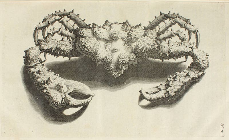 Rubble crab (Daldorfia horrida), which Rumpf called Cancer horridus, engraving, in Georg Eberhard Rumpf, D’Amboinsche rariteitkamer, 1741 (Linda Hall Library)