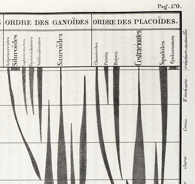Detail of spindle diagram, Recherches sur les poissons fossils, by Louis Agassiz, p. 170, text vol. 1-2, 1833-43 (Linda Hall Library)