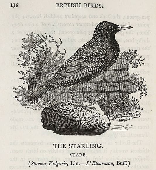 The common starling, <i>Sturnus vulgaris</i>, wood-engraving by Thomas Bewick, from his <i>History of British Birds</i>, 1809 (Linda Hall Library)