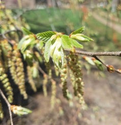 Loose-flower Hornbeam male flower