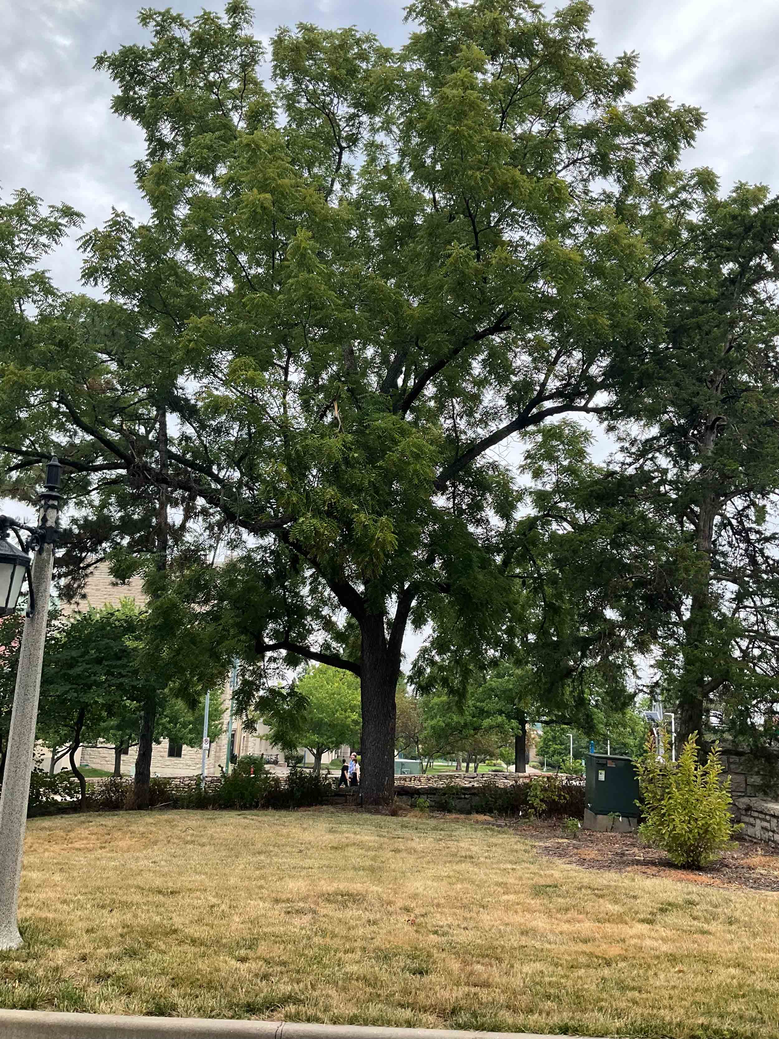 Black Walnut in summer