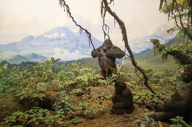 Gorilla diorama, by Carl Akeley, American Museum of Natural History, New York, recent photograph (Wikimedia commons)