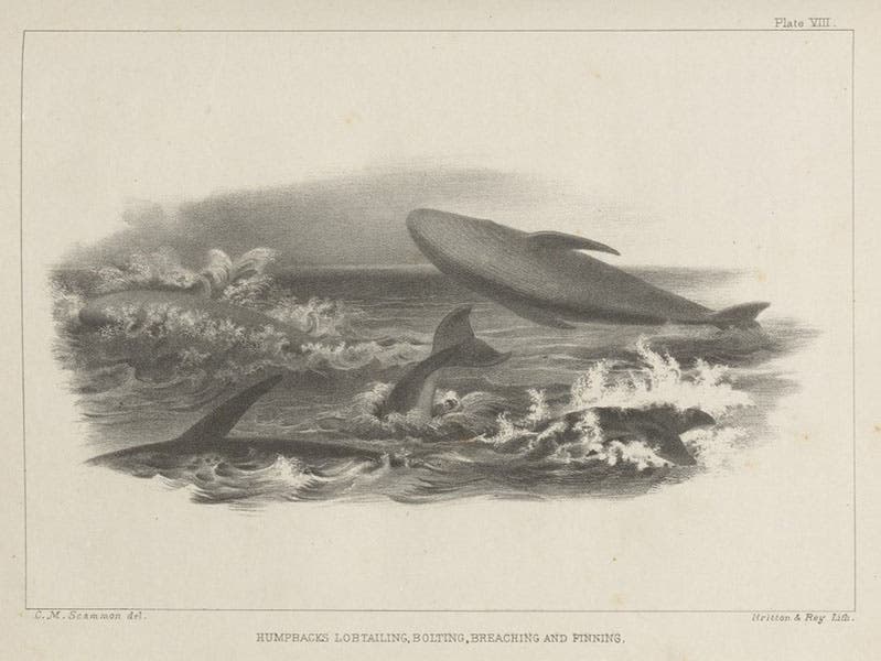 Humpback whales “lobtailing, bolting, breaching and finning,” lithograph from drawing by Charles Scammon, in his Marine Mammals, 1874 (Linda Hall Library)