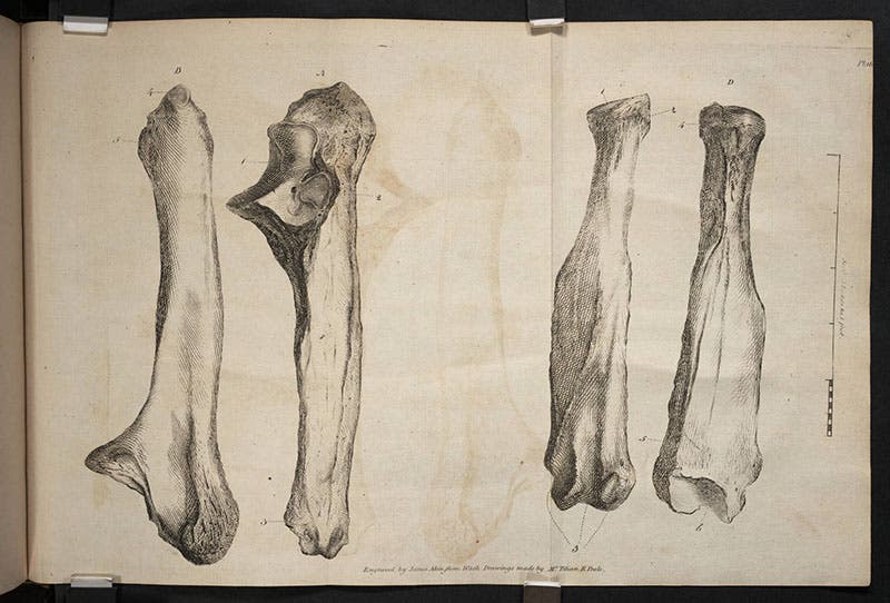 Leg bones of Megalonyx, engraved plate, from Caspar Wistar, “A description of the bones deposited by the President in the Museum,” Transactions of the American Philosophical Society, 1799 (Linda Hall Library)