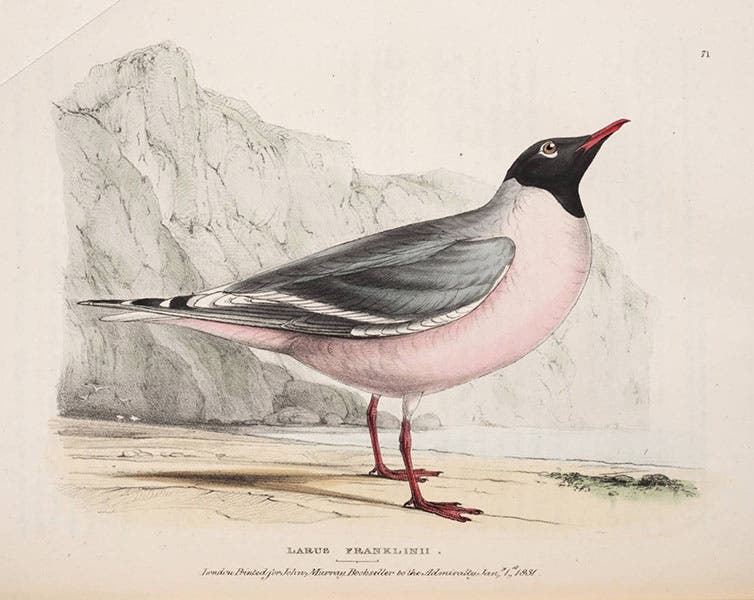 Lithograph of Franklin’s gull, William Swainson, 1831 (Linda hall Library)