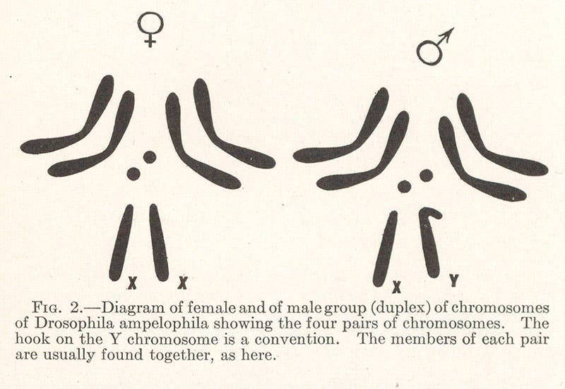 Four pairs of Drosophila chromosomes, diagram, from T.H. Morgan et al, Mechanism of Mendelian Heredity, 1915 (Linda Hall Library)