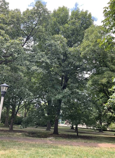 Schneck Oak summer