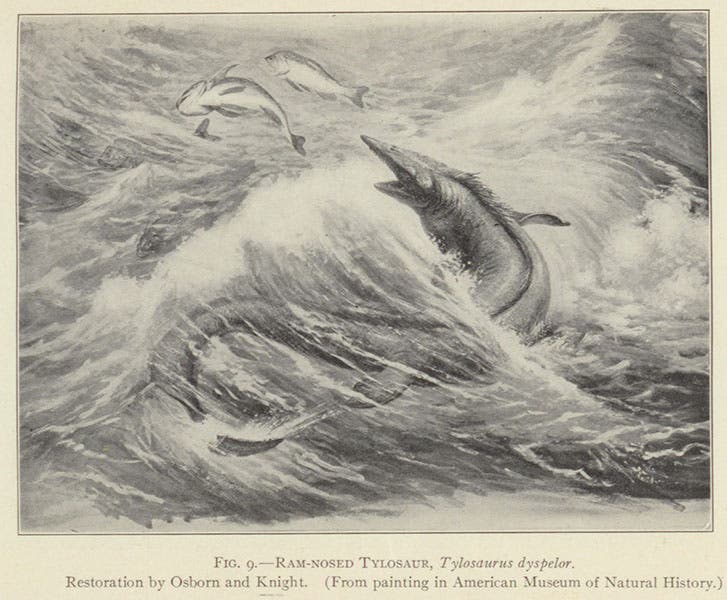 One of many Charles Knight paintings reproduced in Sternberg’s book, courtesy of Henry F. Osborn and the American Museum of Natural History; this one depicts one of the large mosasaurs, Tylosaurus, specimens of which Sternberg recovered in the Kansas chalk, in The Life of a Fossil Hunter, by Charles H. Sternberg, 1909 (author’s collection)