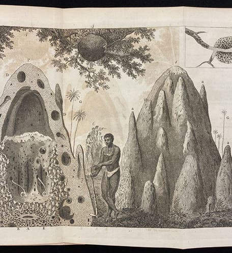Termite mounds in Africa, engraving by James Basire I for an article by Henry Smeathman, Philosophical Transactions of the Royal Society of London, vol. 71, plate 7, 1781 (Linda Hall Library)