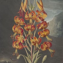 Superb Lily, hand-colored and color-printed engraving by Richard Earlhom, 1799, after painting by Philip Reinagle, in The Temple of Flora, by Robert Thornton, 1807 (Linda Hall Library)