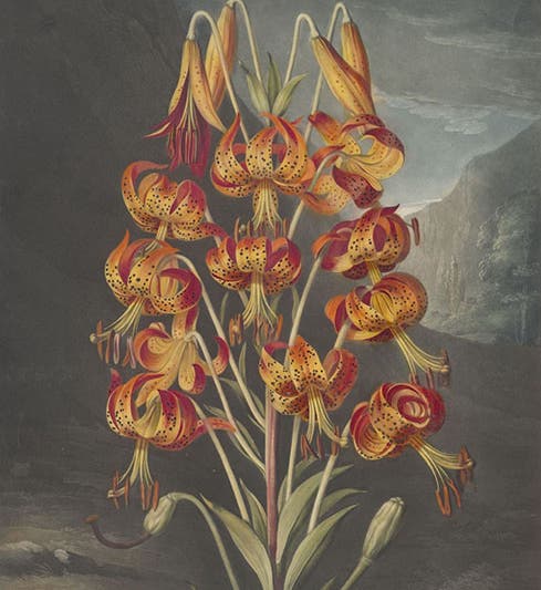Superb Lily, hand-colored and color-printed engraving by Richard Earlhom, 1799, after painting by Philip Reinagle, in The Temple of Flora, by Robert Thornton, 1807 (Linda Hall Library)