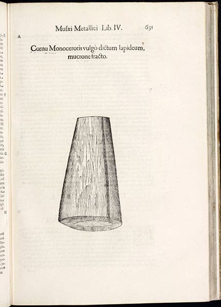 Unicorn horn, woodcut in Musaeum metallicum, by Ulisse Aldrovandi, 1648 (Linda Hall Library)
