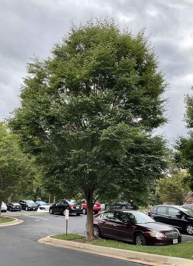 Japanese Zelkova summer