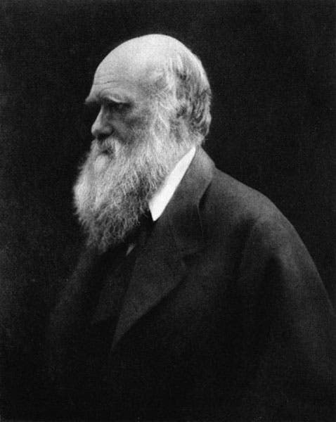 Charles Darwin, photograph by Julia Margaret Cameron, 1868 (Wikimedia Commons)