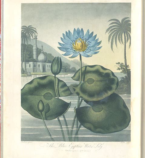 The Blue Egyptian Water-Lily, engraving after a painting by Peter Henderson, 1804, in The Temple of Flora, by Robert Thornton, 1807 (Linda Hall Library)