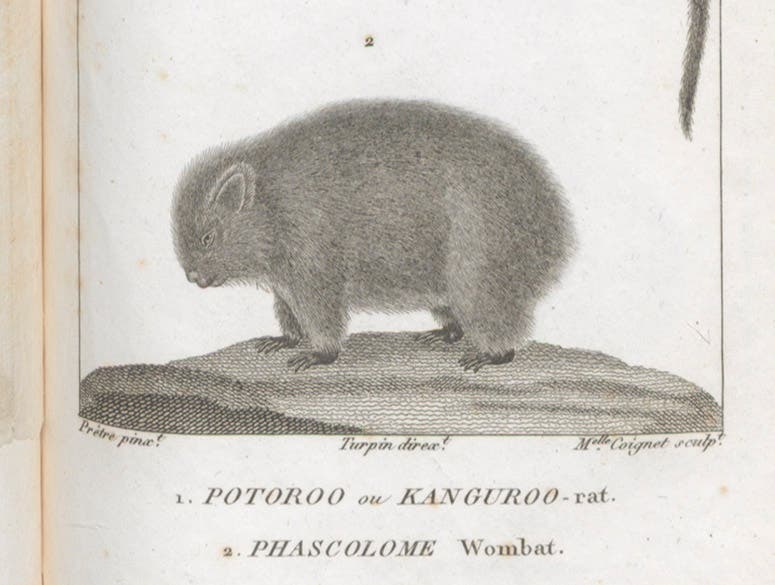 Phascolome (wombat), detail of engraving by Jean-Gabriel Prêtre, in Dictionnaire des sciences naturelles, ed. by Frédéric Cuvier, plate vol.7, 1816-30 (Linda Hall Library)