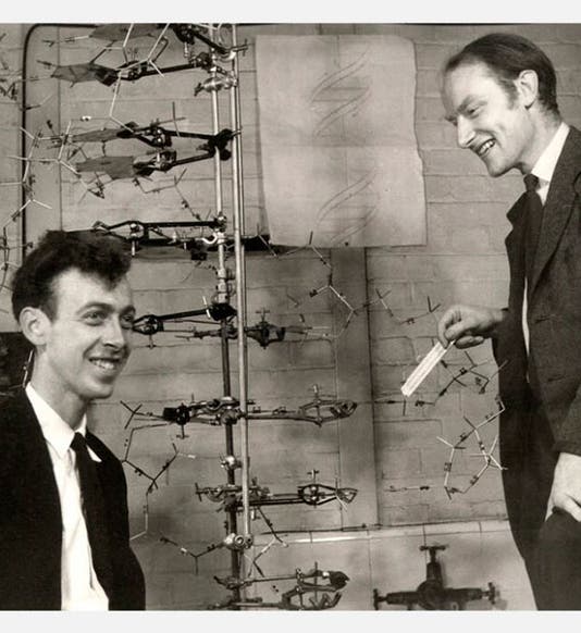 Francis Crick (right) and James Watson, with their model of DNA, photograph by Antony Barrington Brown, one of many taken in their lab on May 21, 1953, National Portrait Gallery, London (npg.org.uk)