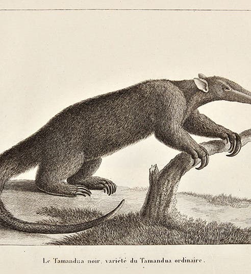 A tamandua (anteater), engraving, from Félix de Azara, <i>Voyages dans l'Amerique meridionale</i>, 1809 (donaldheald.com)