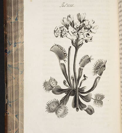 Venus flytrap, pen-and-wash drawing, extra illustration added to the library’s copy of William Paley, <i>Natural Theology</i>, 1804 (Linda Hall Library)
