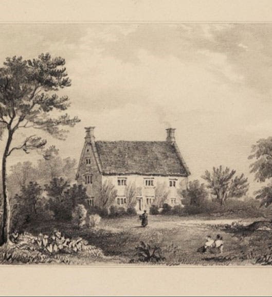 The manor-house of Isaac Newton at Woolsthorpe, with the apple tree fallen and regrowing at right, drawing by Geoge Rowe, 19th-century, Royal Society of London archives (royalsociety.org)