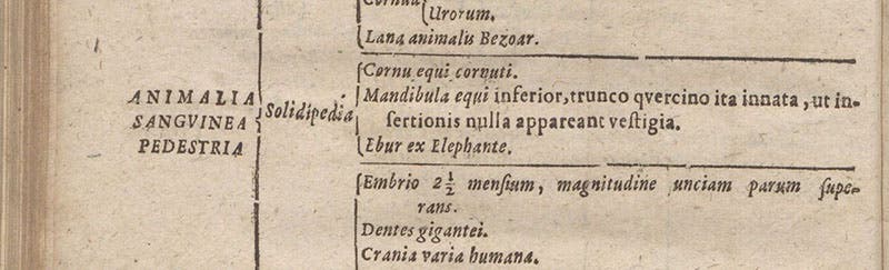Description of the horse-jaw caught in an oak tree, in Ole Worm’s museum, Synopsis methodica rariorum in Musaeo ... Olai Wormii, by Georg Seger, detail of p. 38, 1653 (Linda Hall Library)