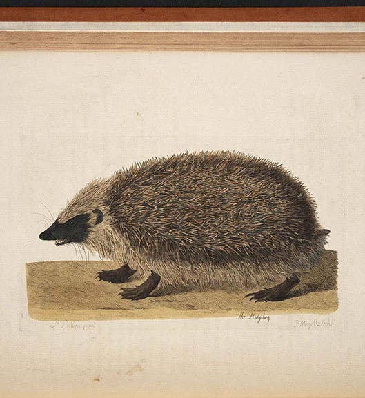 Hedgehog, colored engraving by Peter Mazell after a drawing by Peter Paillou, in Thomas Pennant, <i>British Zoology</i>, 1766 (Linda Hall Library)