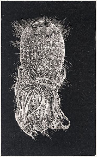 Deep-sea sponge, discovered by Thomson, from his Depths of the Sea, 1873 (Linda Hall Library)
